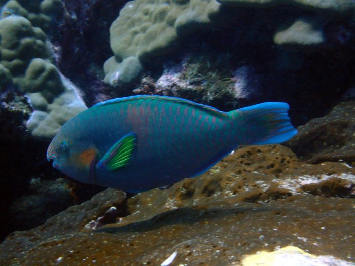Scarus rivulatus