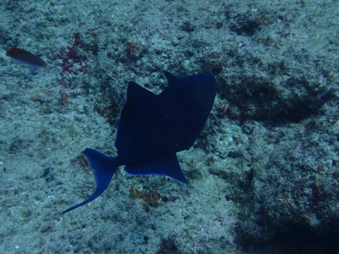 Odonus niger