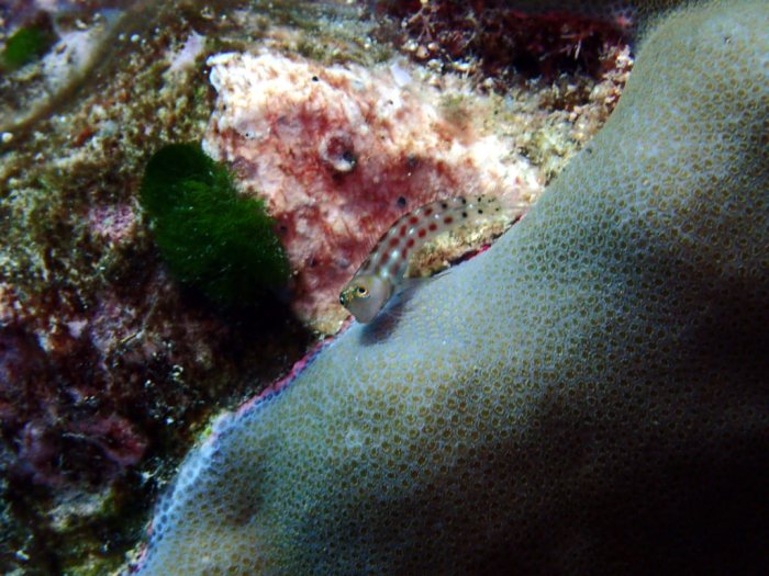 Ecsenius yaeyamaensis