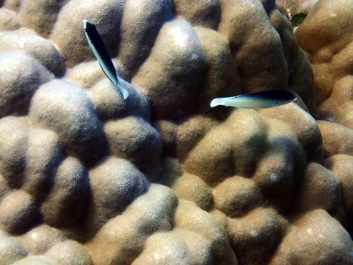 Anampses neoguinaicus