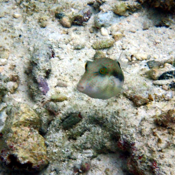 Canthigaster benneti