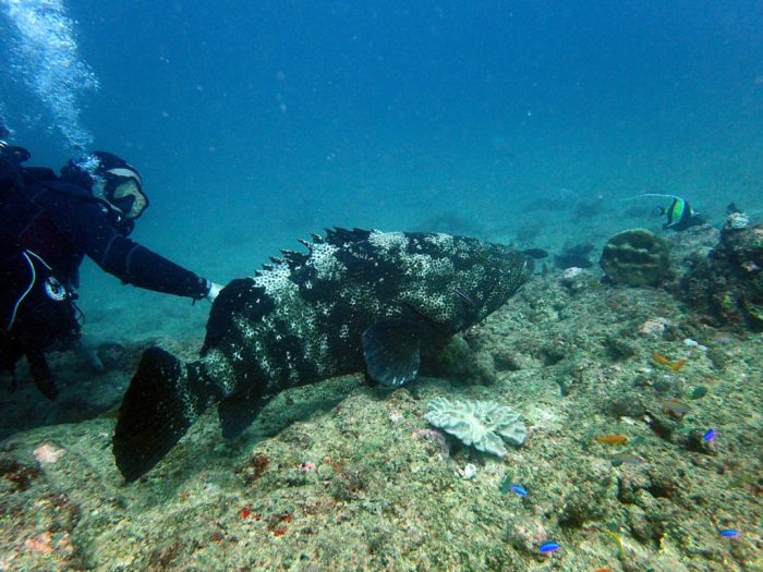 Epinephelus malabaricus
