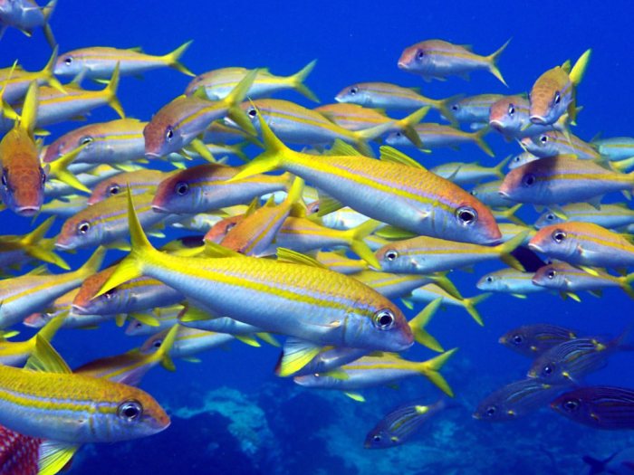 Mulloidichthys vanicolensis