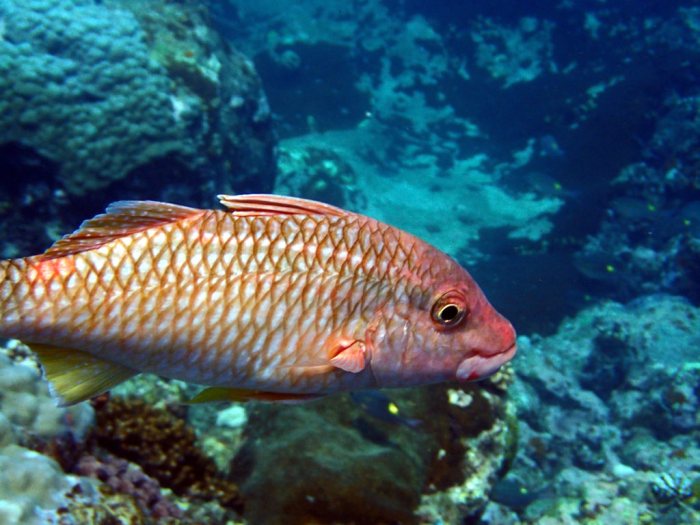 Parupeneus ciliatus