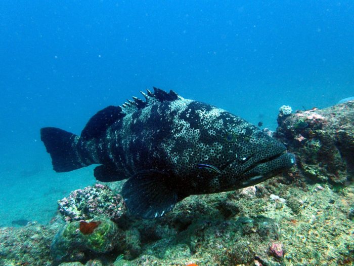 Epinephelus malabaricus