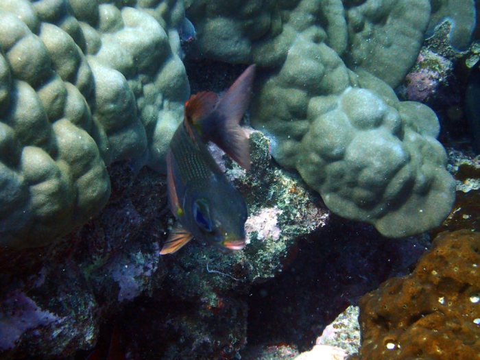 Poissons osseux