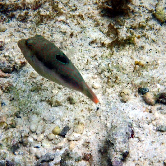 Canthigaster benneti