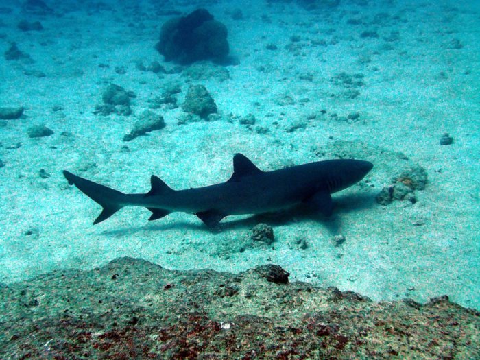Requin à pointe blanche du lagon