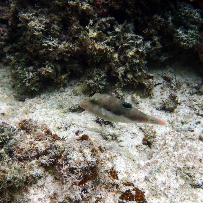 Canthigaster benneti