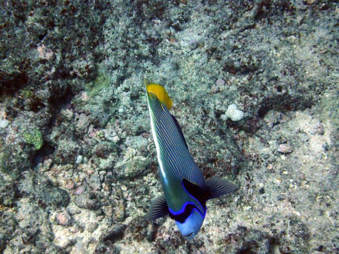 Pomacanthus imperator