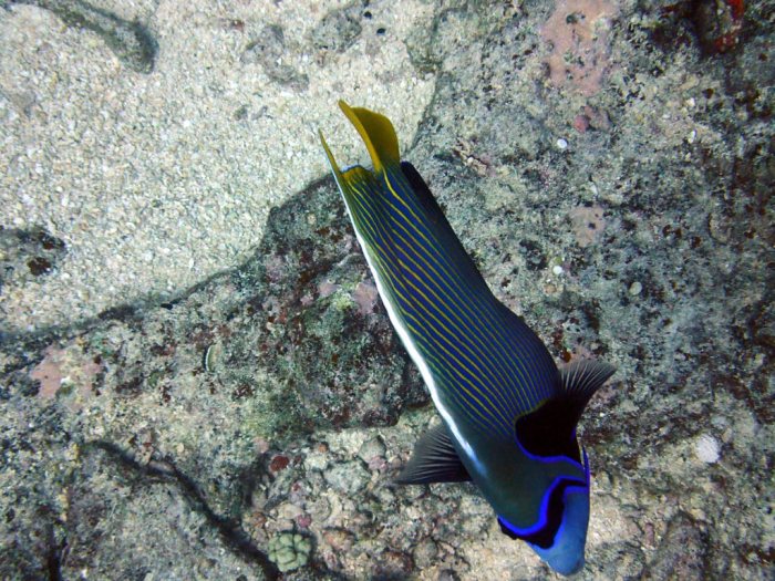 Pomacanthus imperator