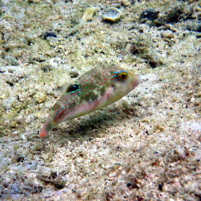 Canthigaster benneti