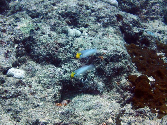 Valenciennea strigata