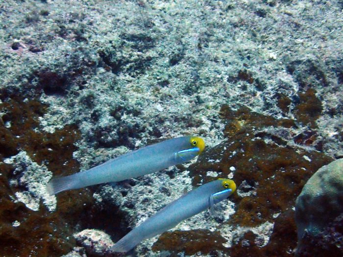 Valenciennea strigata