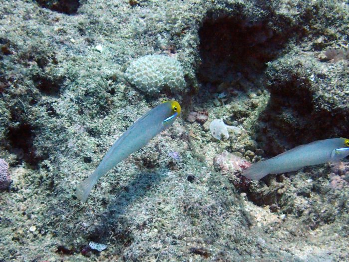 Valenciennea strigata