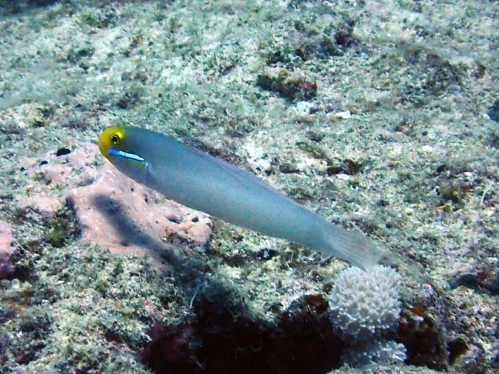 Valenciennea strigata