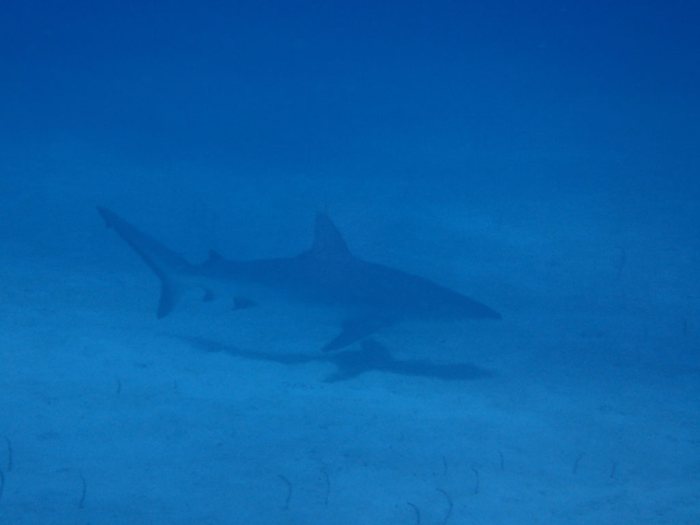 Requin à pointe blanche du lagon