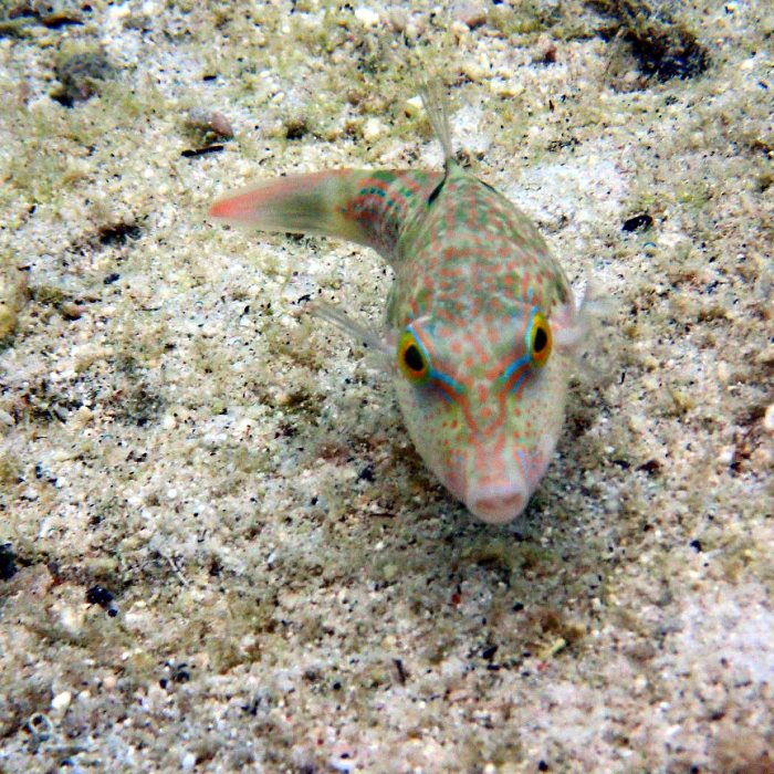 Canthigaster benneti