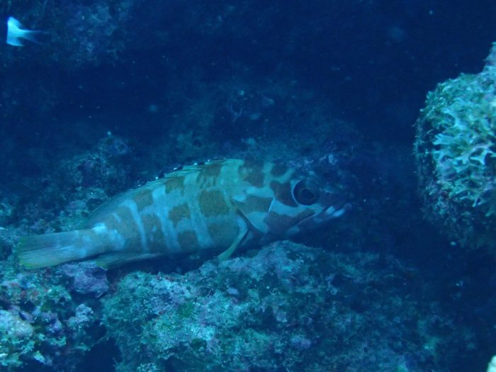 Epinephelus fasciatus
