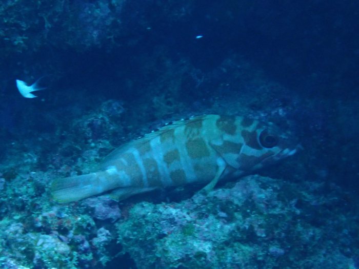 Epinephelus fasciatus