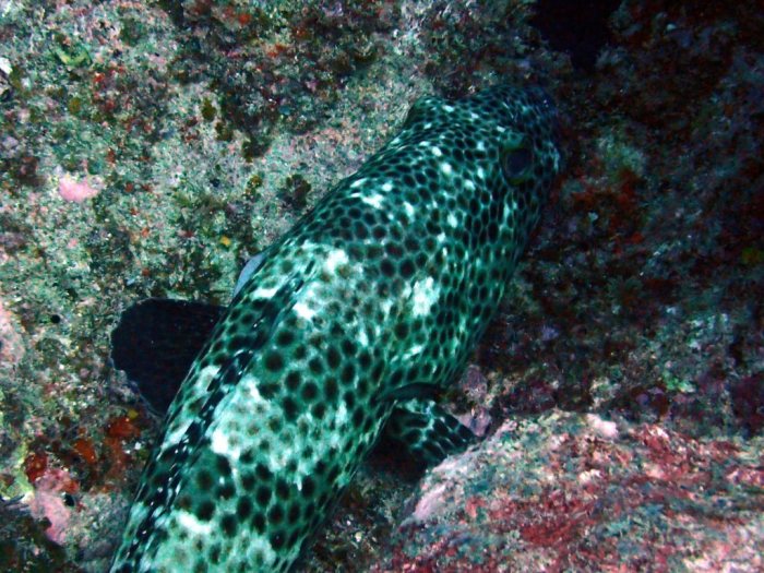 Epinephelus maculatus