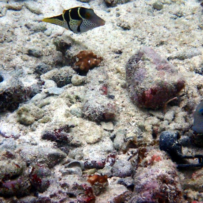 Canthigaster valentini
