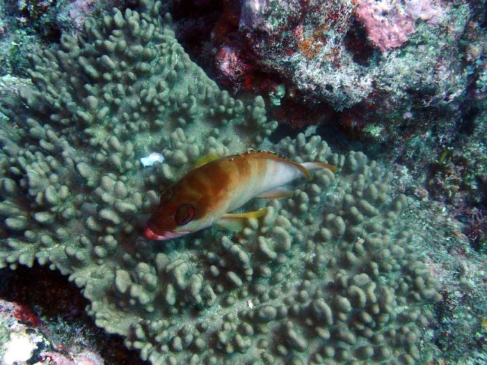 Epinephelus fasciatus