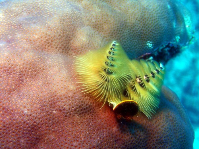 Spirobranchus corniculatus