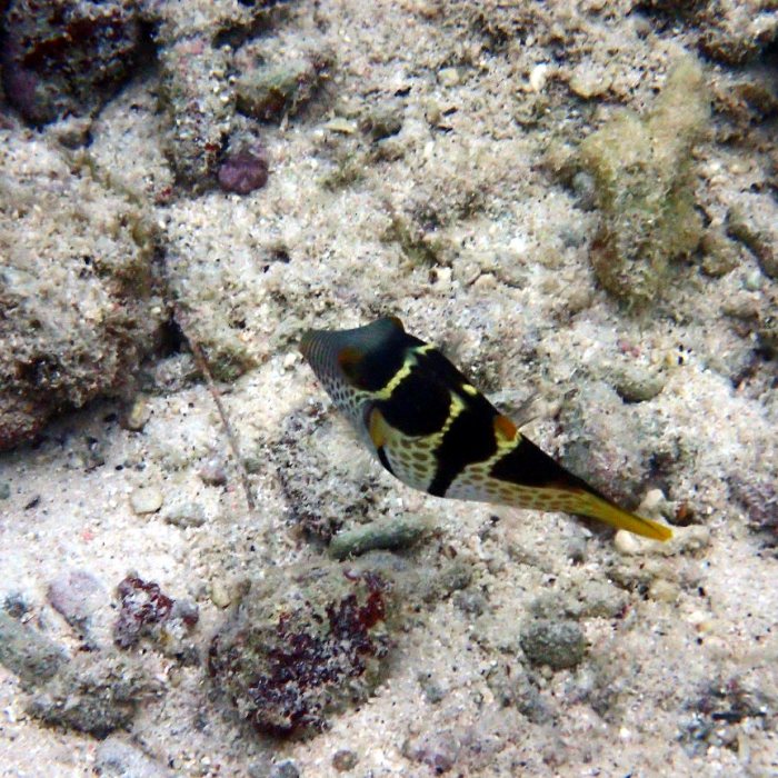 Canthigaster valentini
