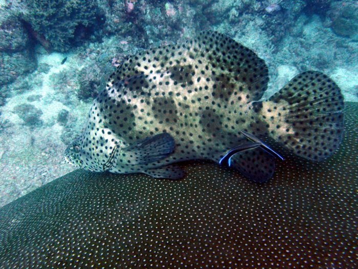 Cromileptes altivelis