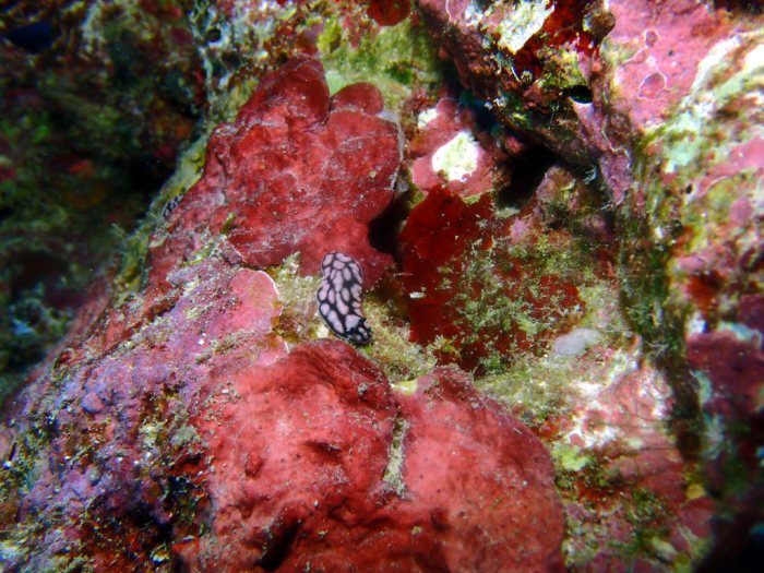 Phyllidiella pustulosa