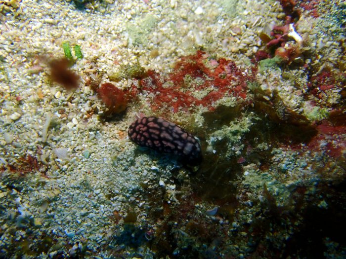 Phyllidiella pustulosa