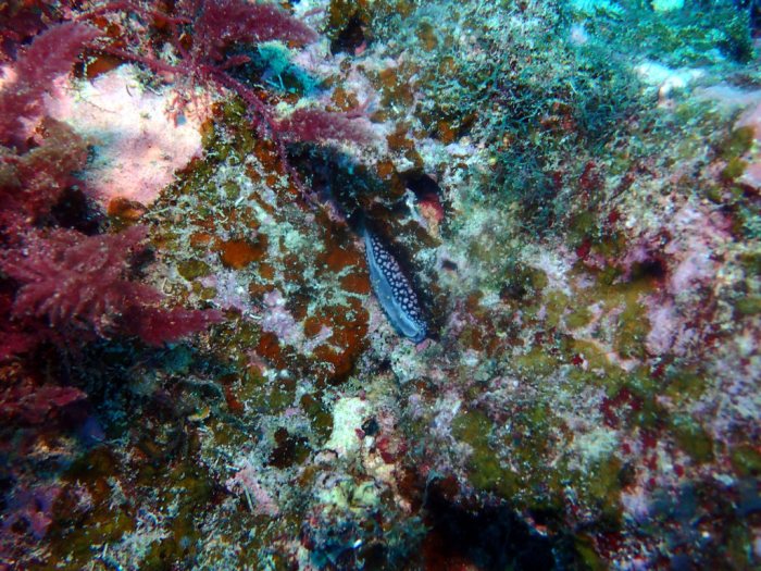 Phyllidiella pustulosa