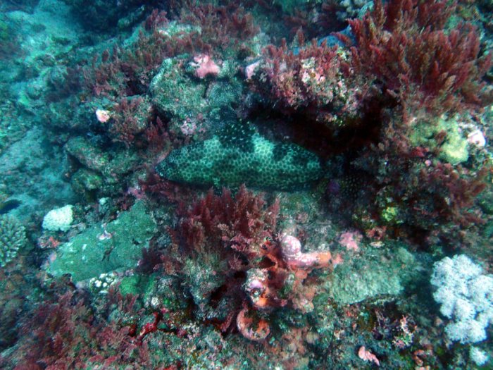 Epinephelus maculatus