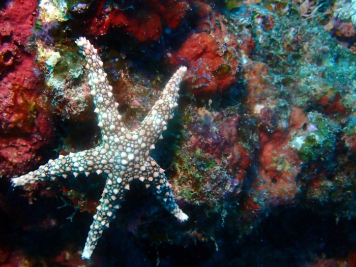 Gomophia egyptiaca