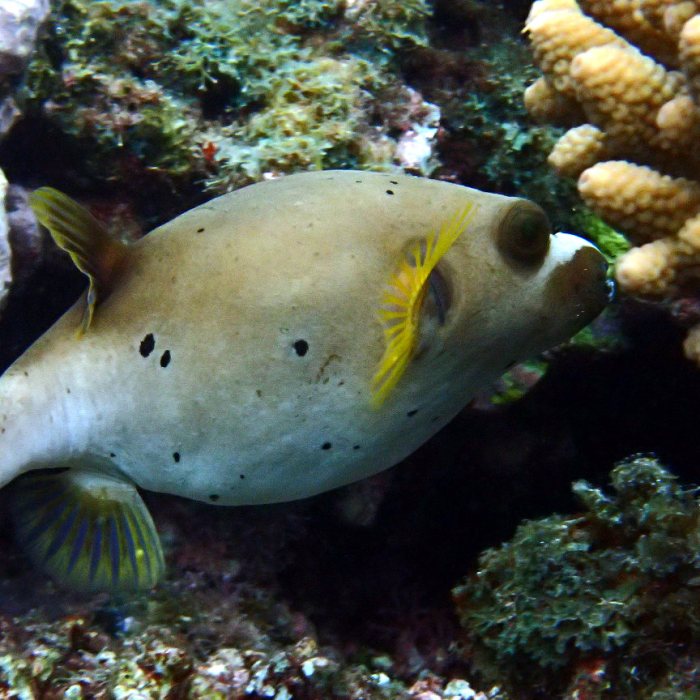 Arothron nigropunctatus