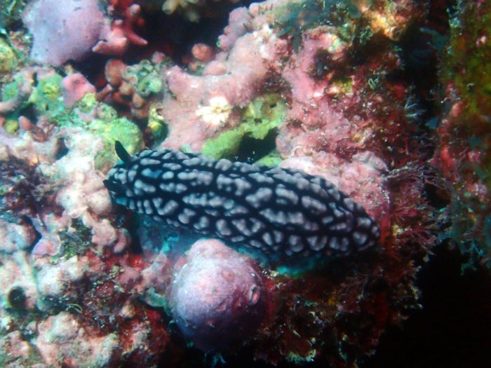 Phyllidiella pustulosa