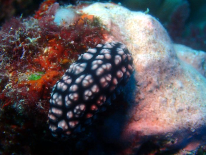 Phyllidiella pustulosa