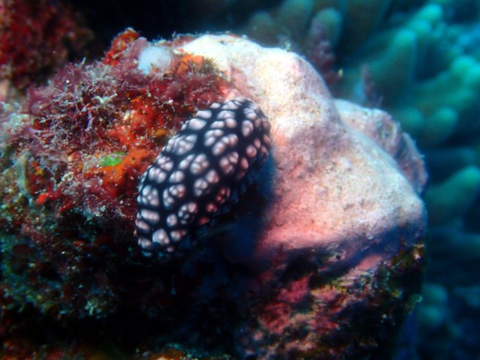 Phyllidiella pustulosa