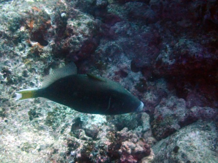 Sufflamen chrysopterum