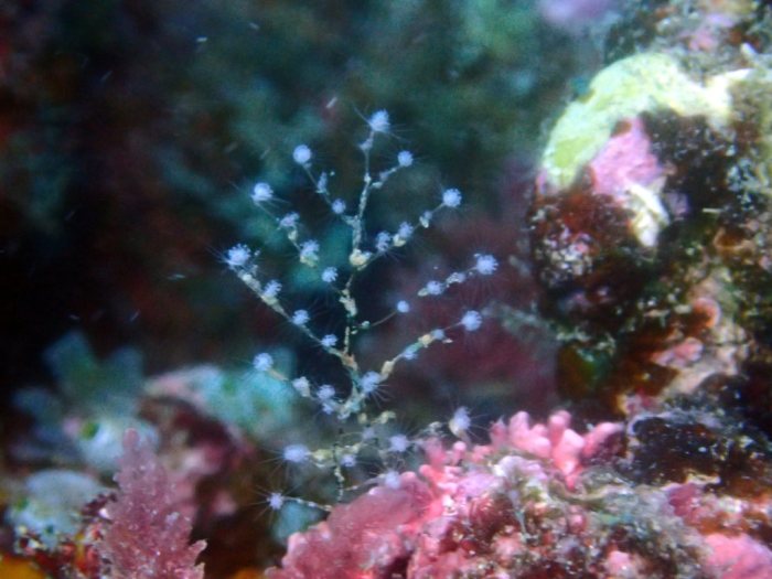 Idiellana pristis