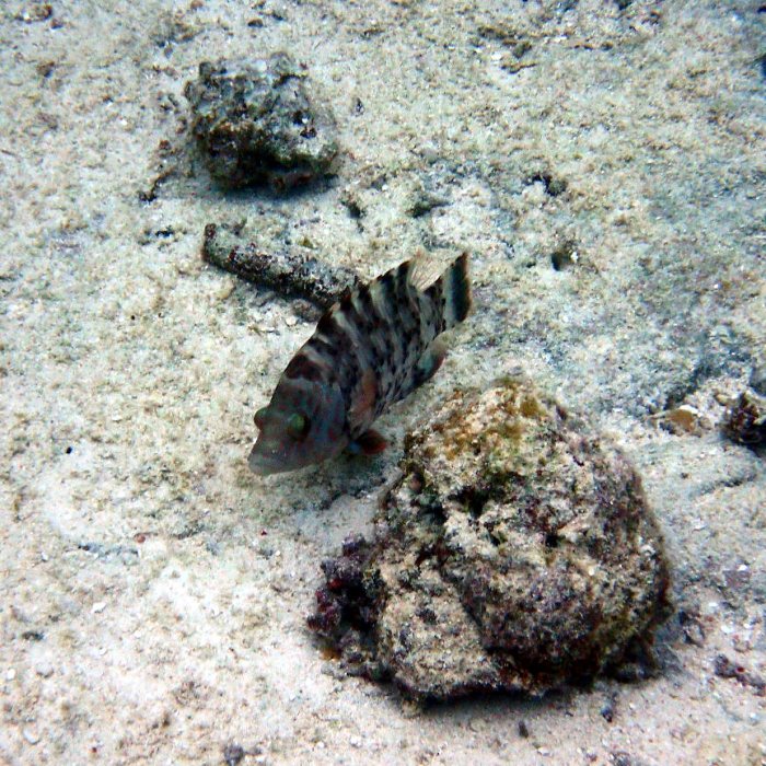 Cheilinus chlorourus
