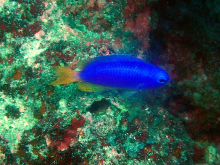 Pomacentrus coelestis