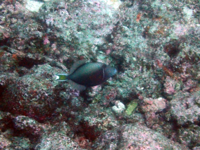 Sufflamen chrysopterum