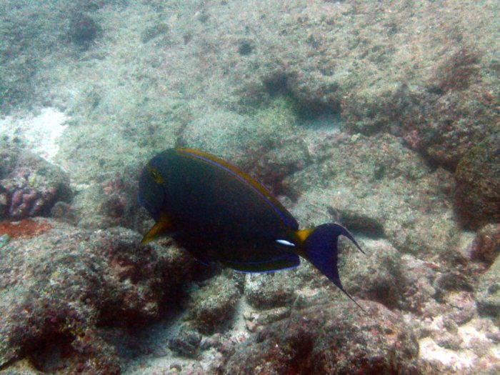 Acanthurus xanthopterus