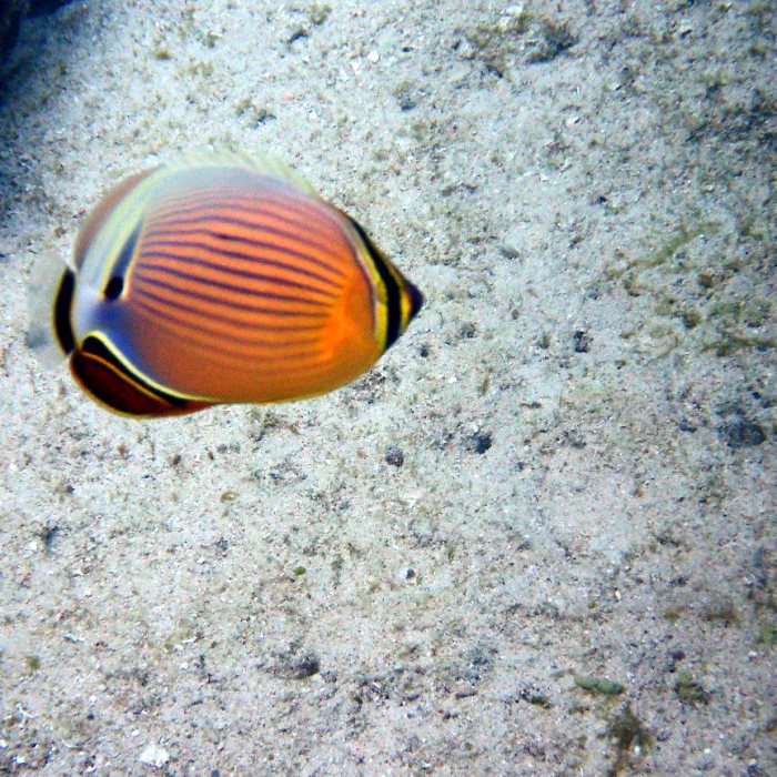 Chaetodon lunulatus