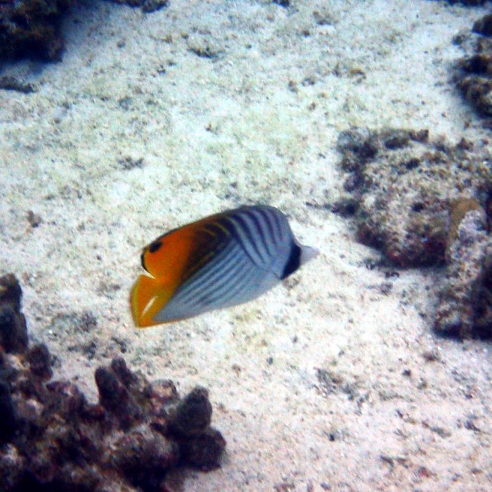 Chaetodon auriga