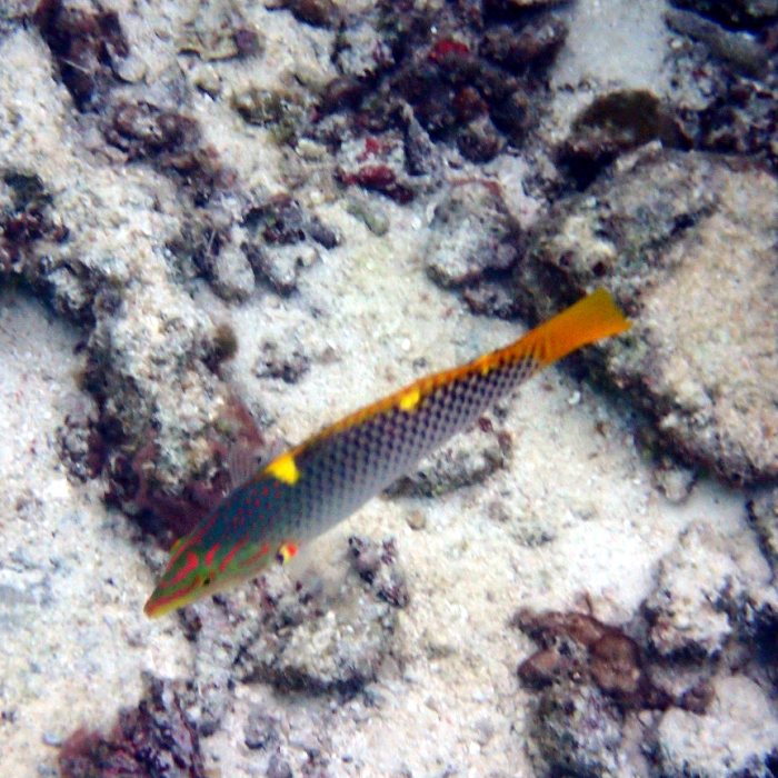 Halichoeres hortulanus