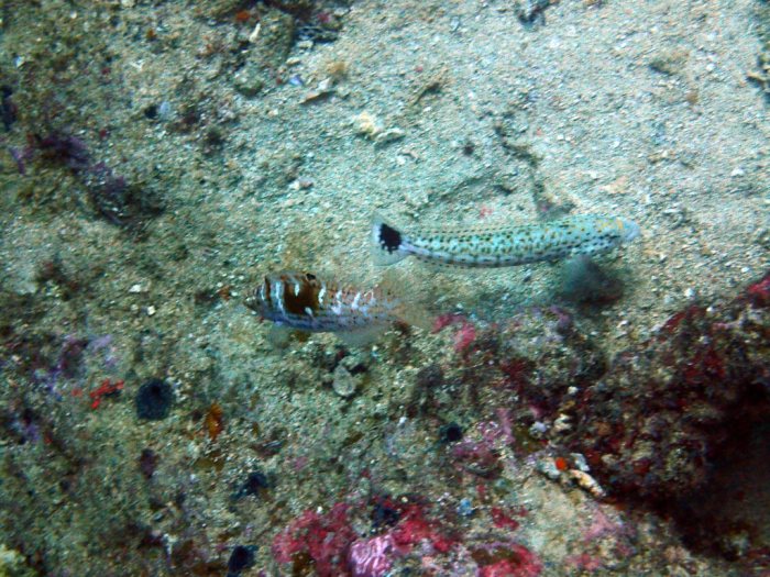 Parapercis hexophtalma