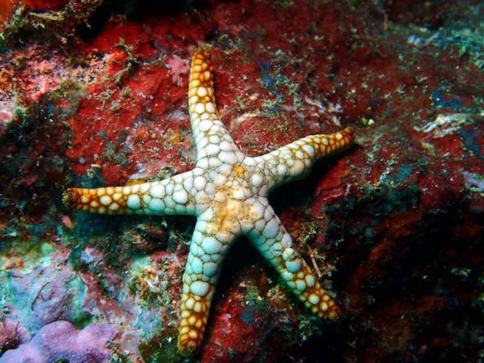 Fromia indica